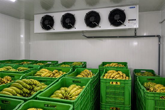 nandikoti_Ripening Chamber